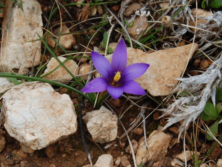 Romulea columnae