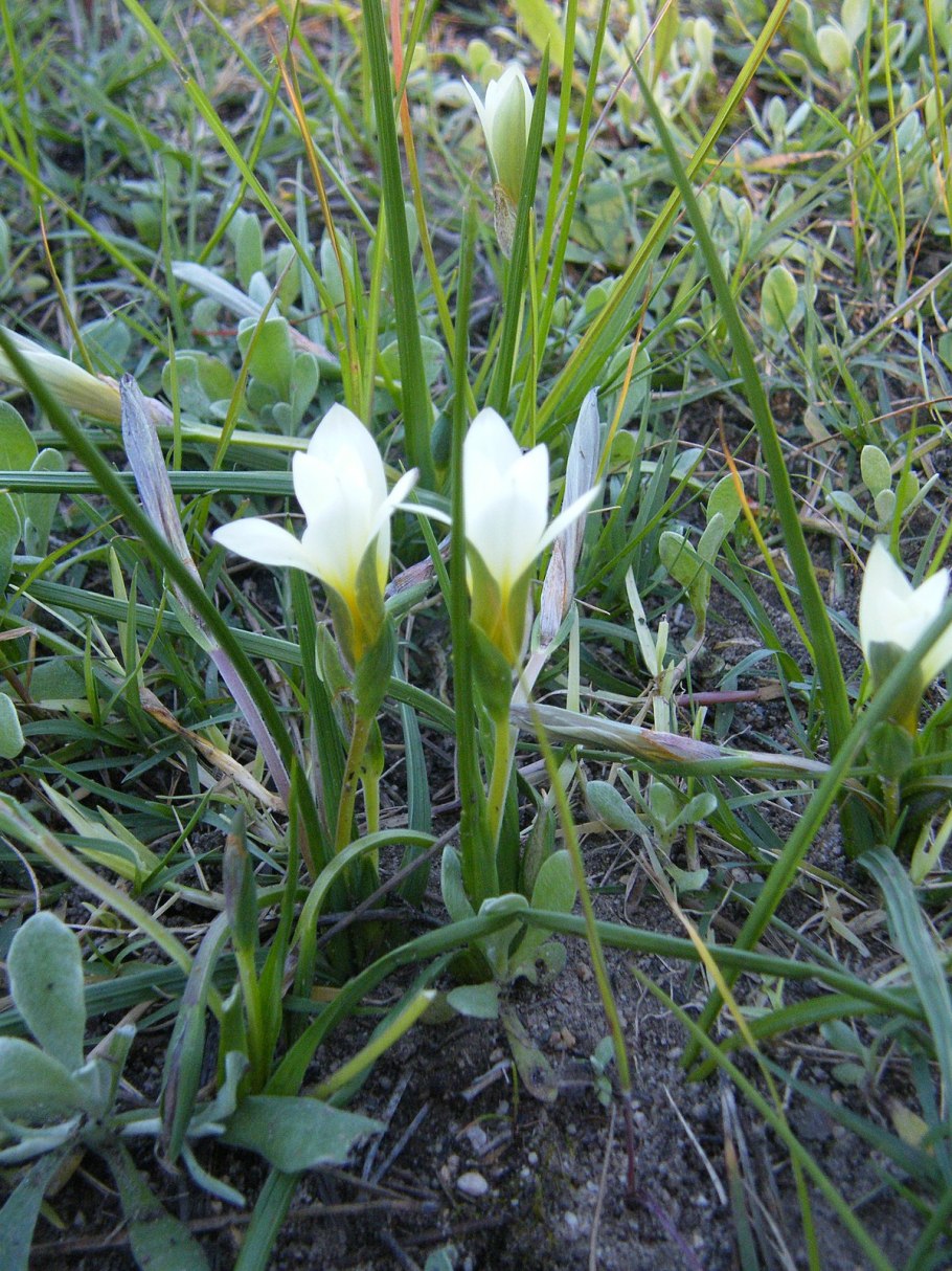 Ромулея цветок