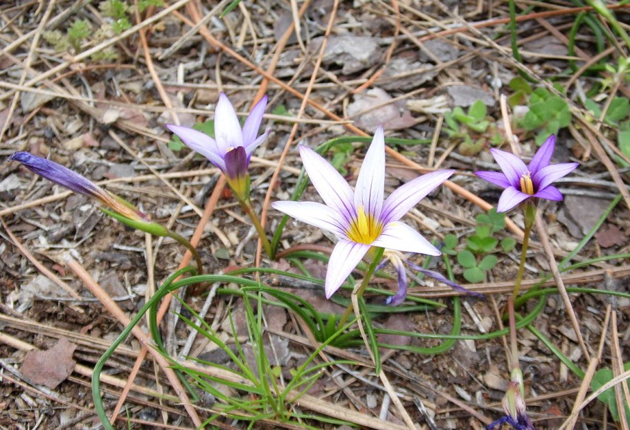 Romulea syringodeoflora