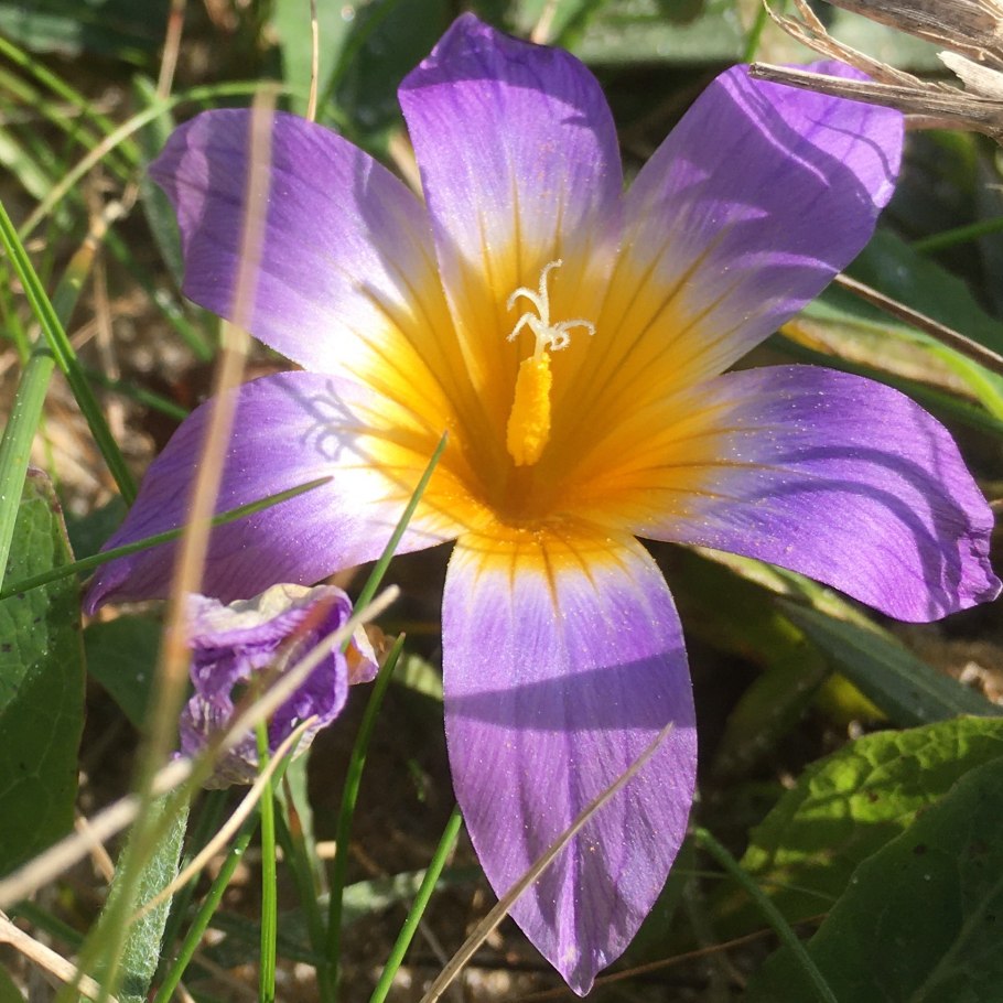 Ромулея цветок