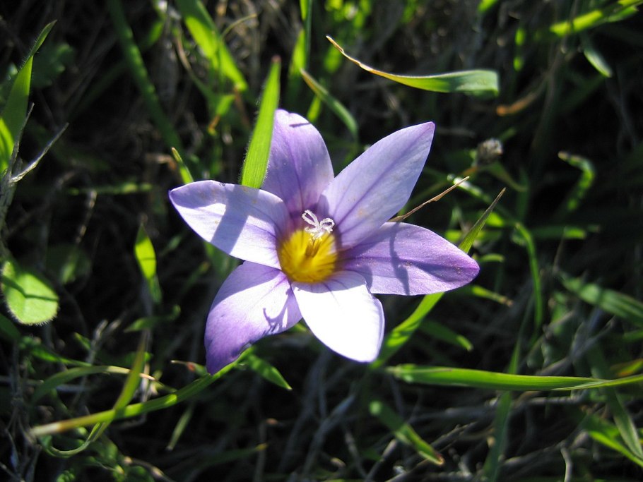 Romulea syringodeoflora