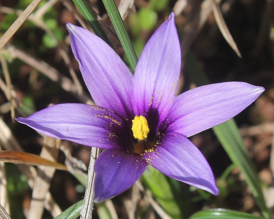 Ромулея цветок