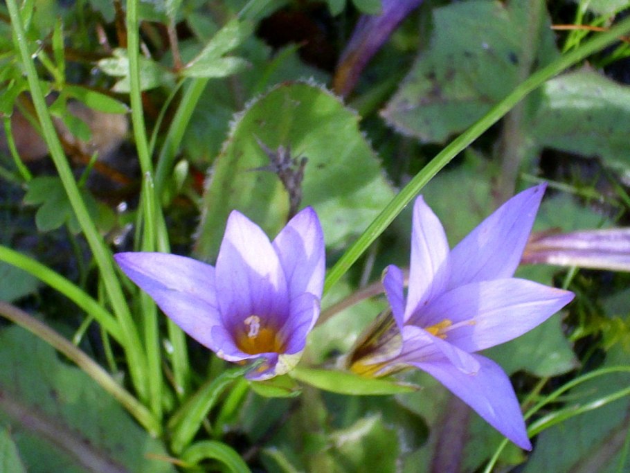 Ромулея цветок