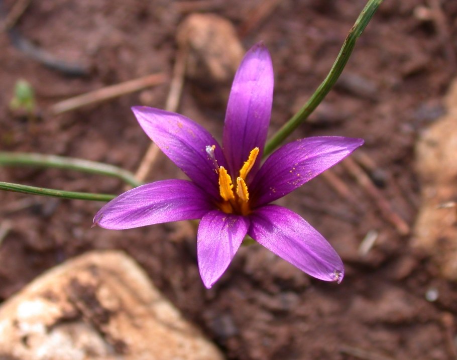 Romulea syringodeoflora