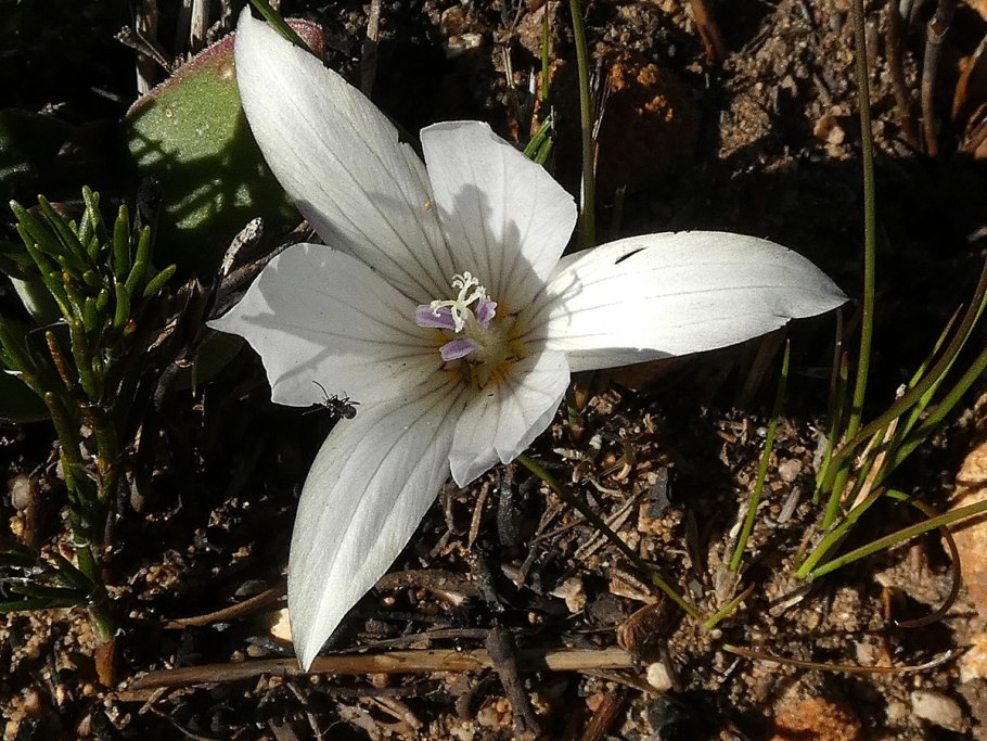 Romulea syringodeoflora