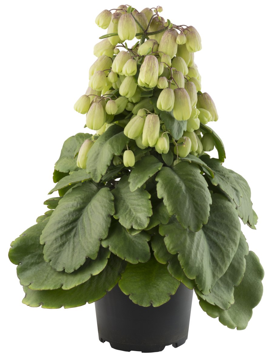 Каланхоэ пильчатолистное (Kalanchoe serratifolium)