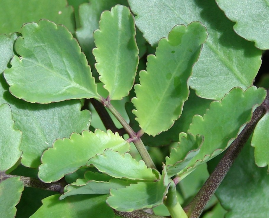 Каланхоэ перистое Kalanchoe pinnata