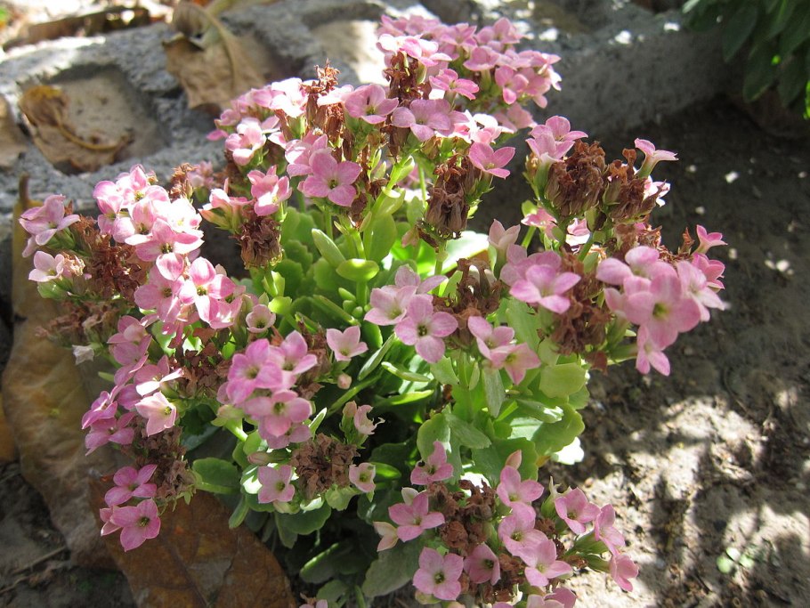 Каланхоэ Дегремона (лат. Kalanchoe daigremontiana)