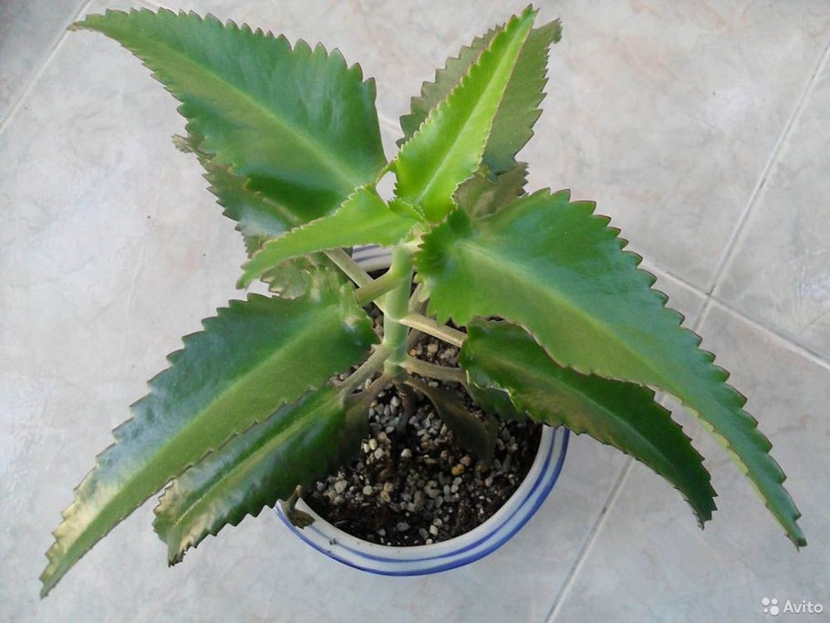 Каланхоэ Дегремона