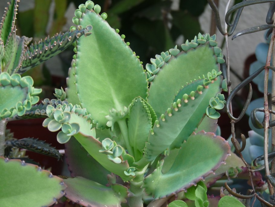 Bryophyllum pinnatum