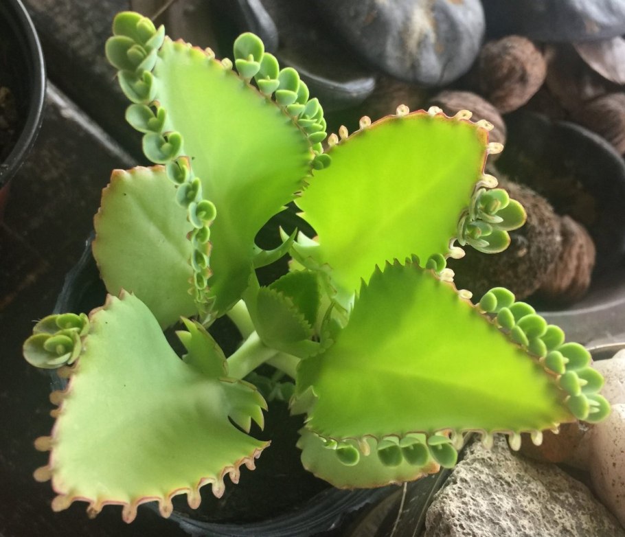 Бриофиллум каланхоэ цветы