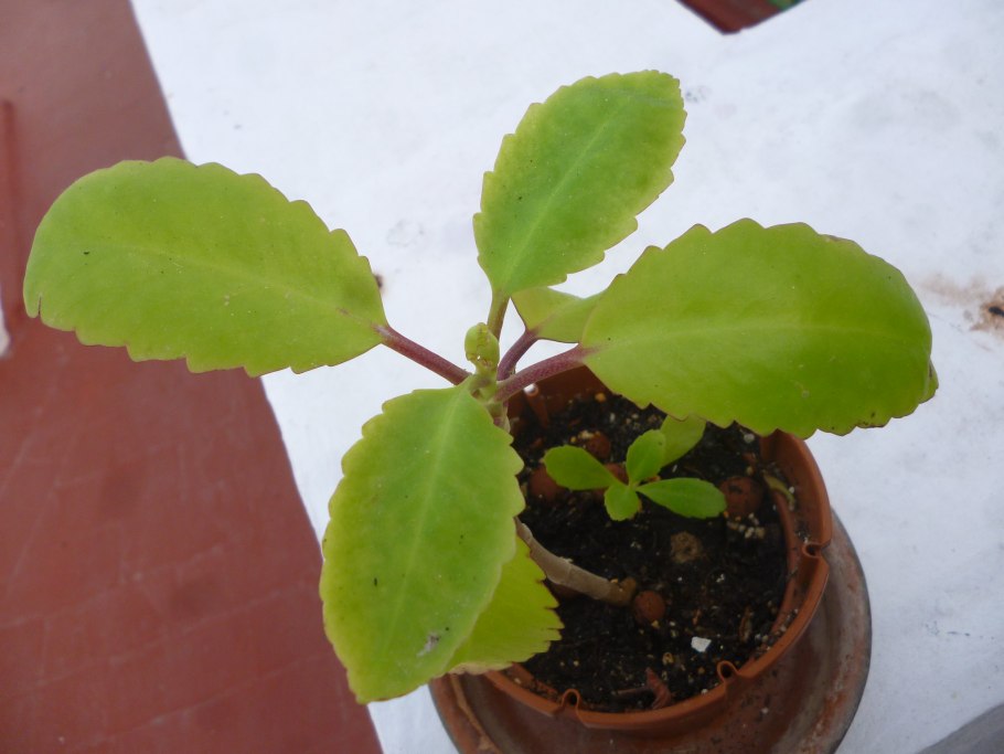 Бриофиллум Дегремона