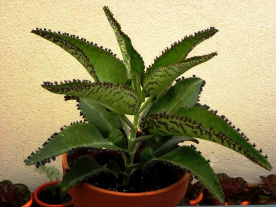 Цветок каланхоэ лечебный