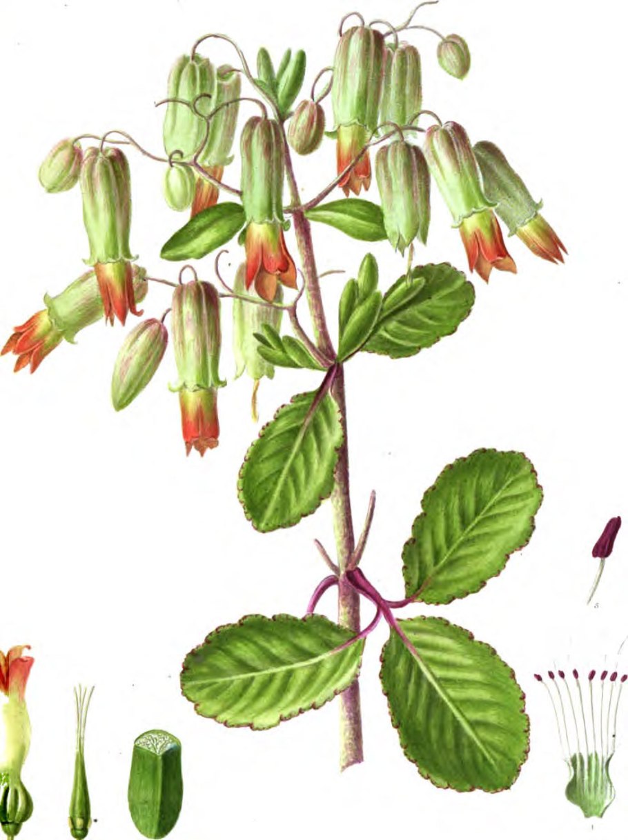 Каланхоэ перистое в горшке