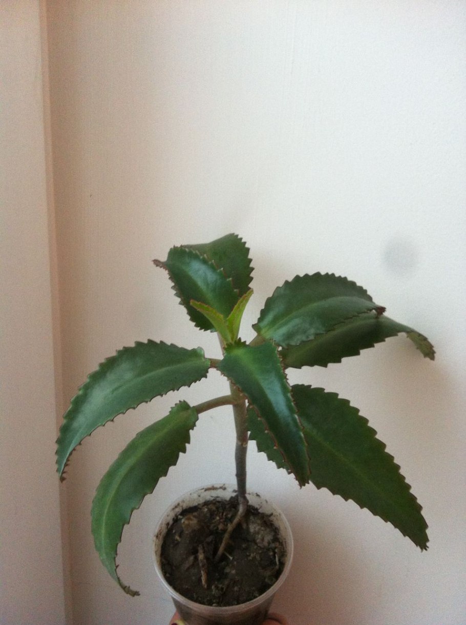 Каланхоэ перистое цветы