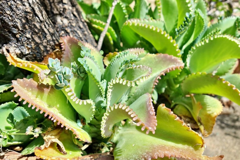 Каланхоэ перистое kalanchoe pinnata