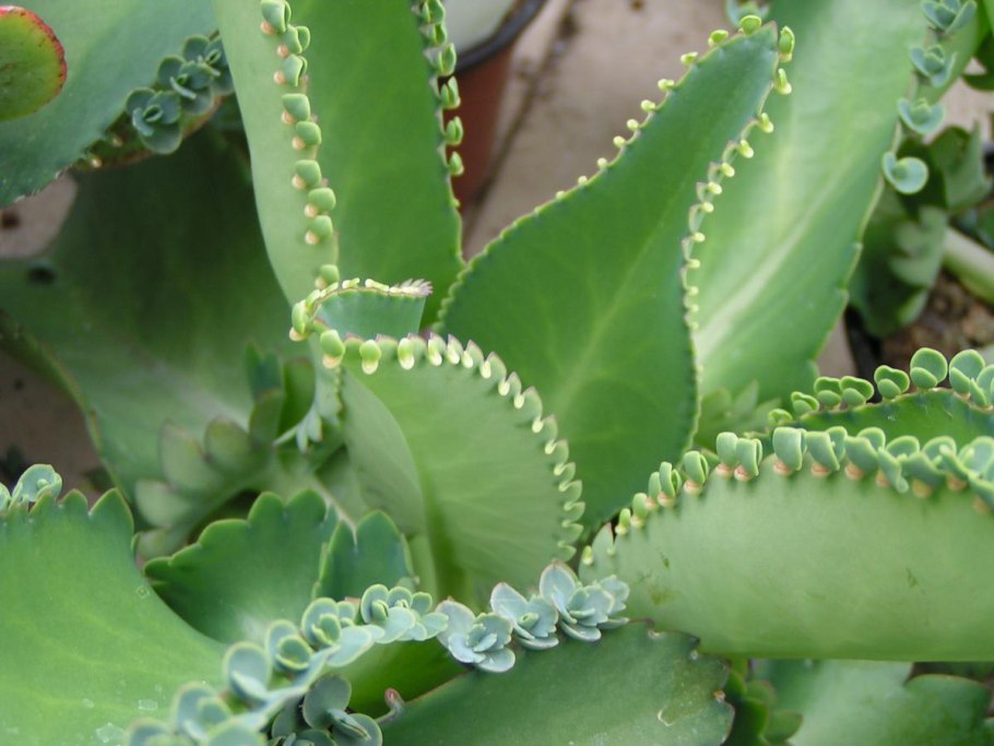 Каланхоэ перистое пинната