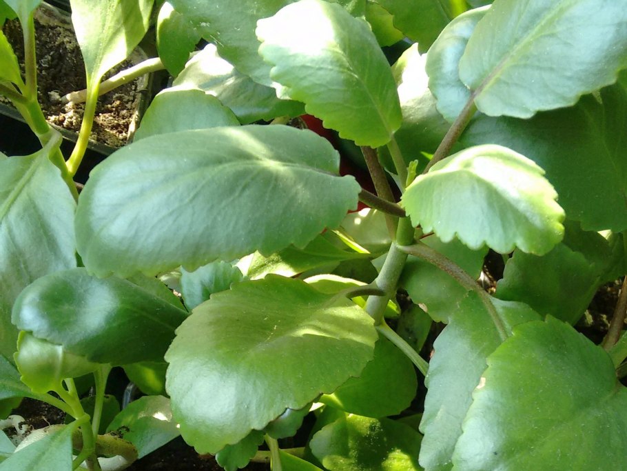 Каланхоэ Дегремона, Блоссфельда