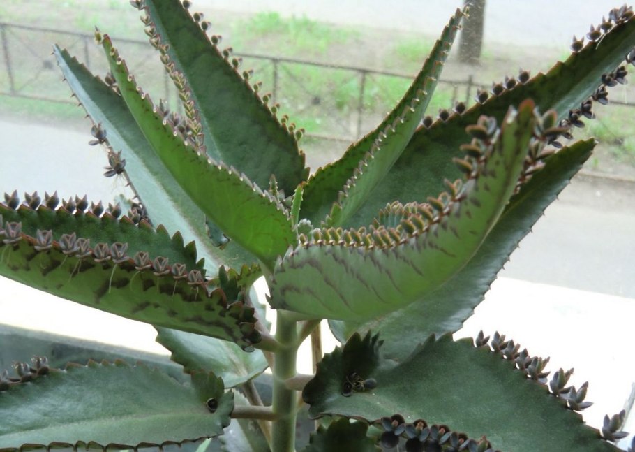 Каланхоэ дегремона