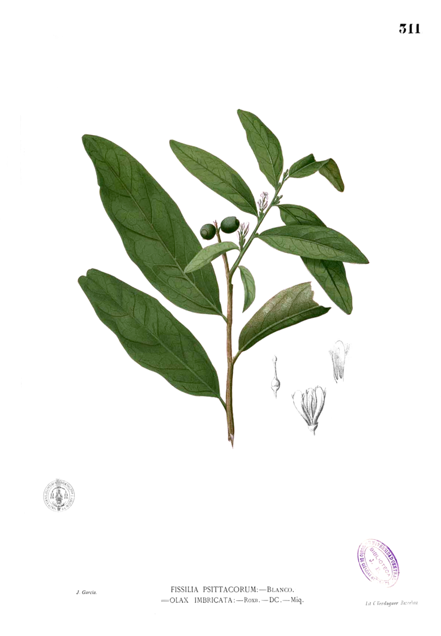 Муира пуама карандашом