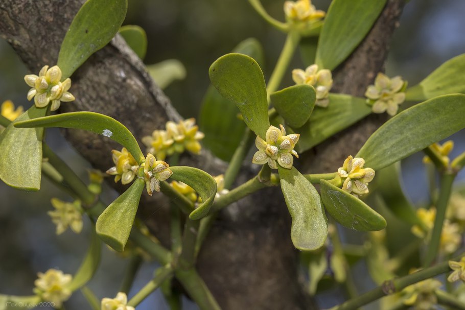 Омела Viscum album 2020