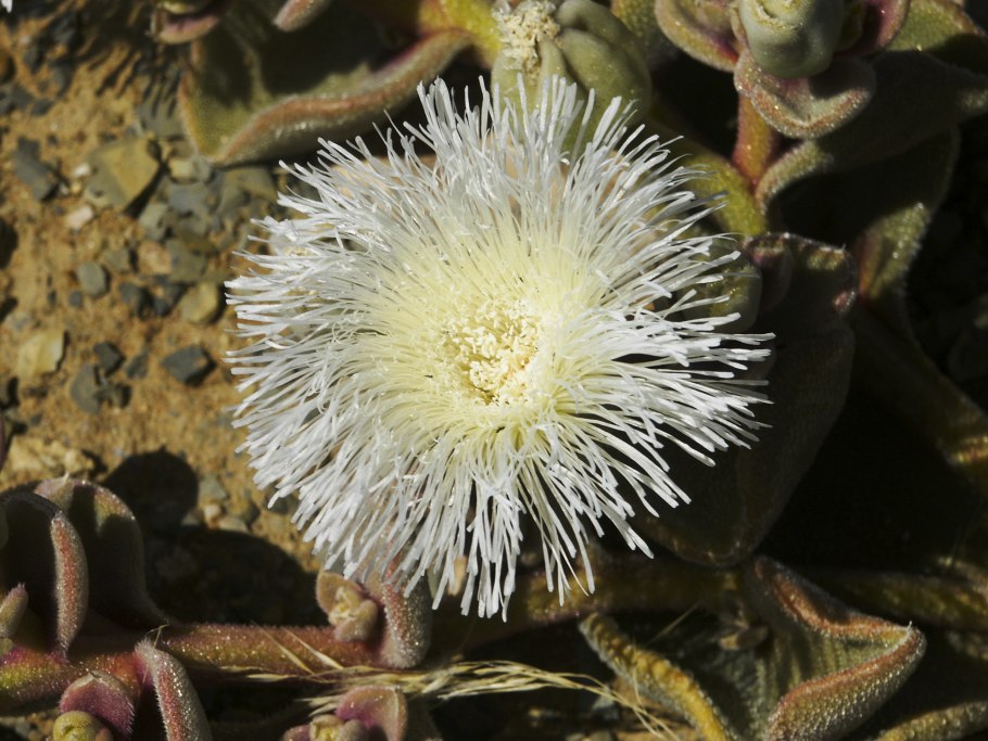 Aizoaceae Mesembryanthemum