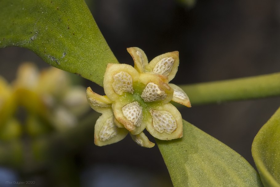 Омела Viscum album 2020