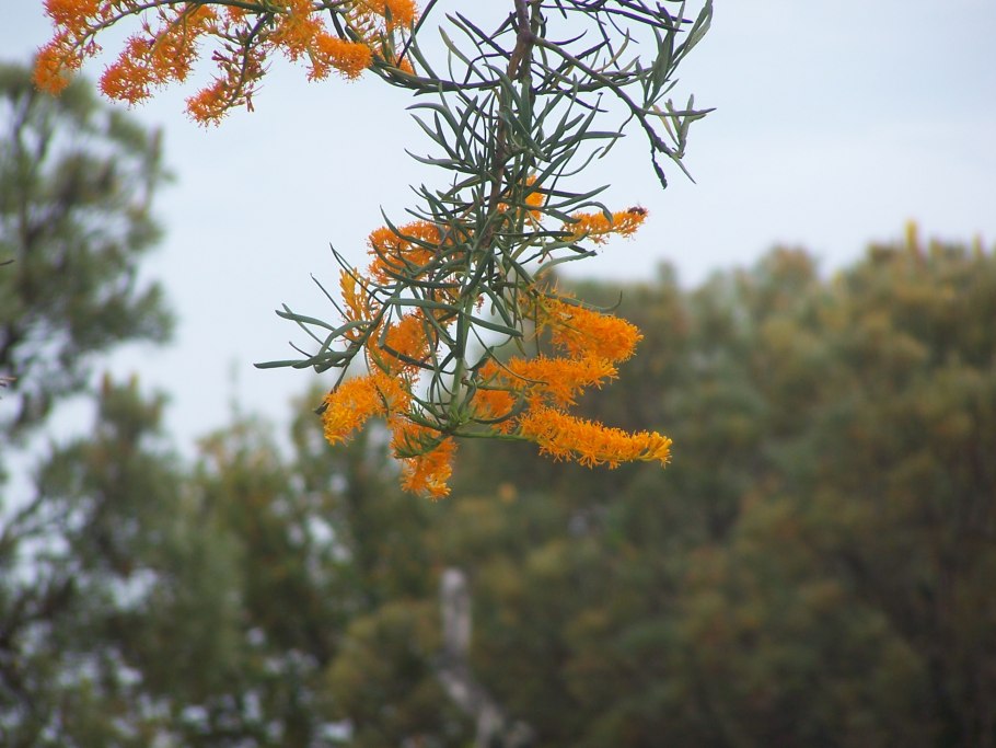 Ремнецветник Европейский