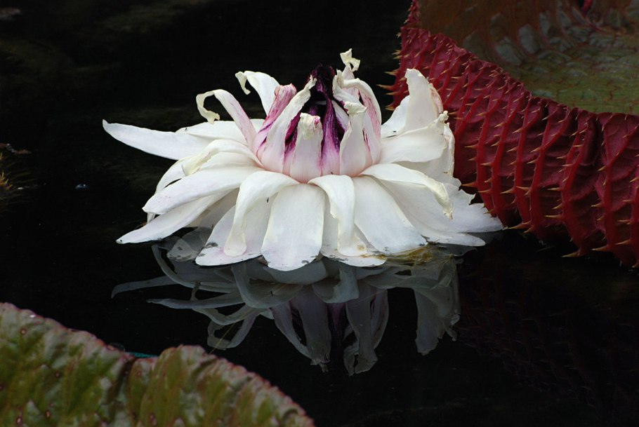 Виктория круциана фото