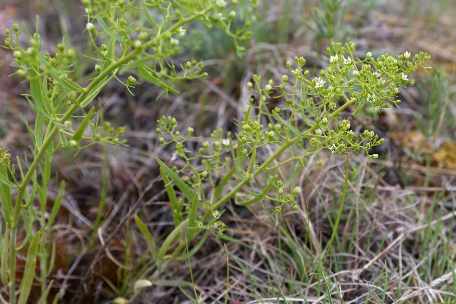 Ленец преломлённый