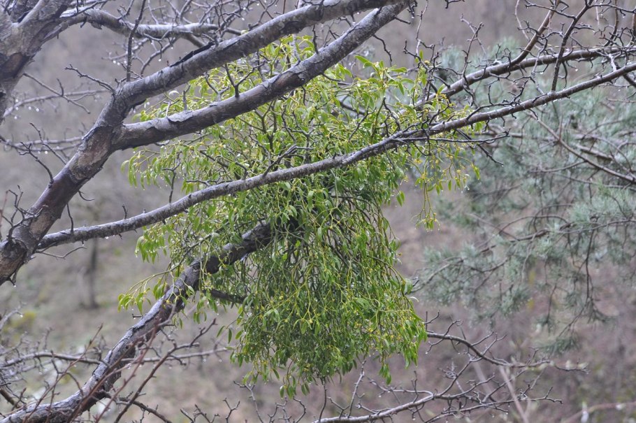 Лишайники в Адыгее на деревьях