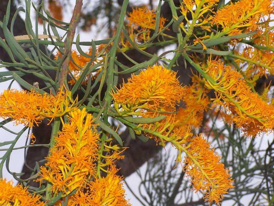 Nuytsia floribunda