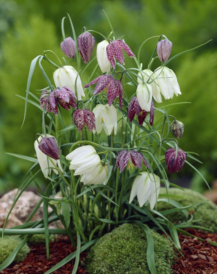 Рябчик Императорский (фритиллярия)