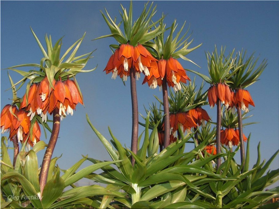 Тюльпан рябчик