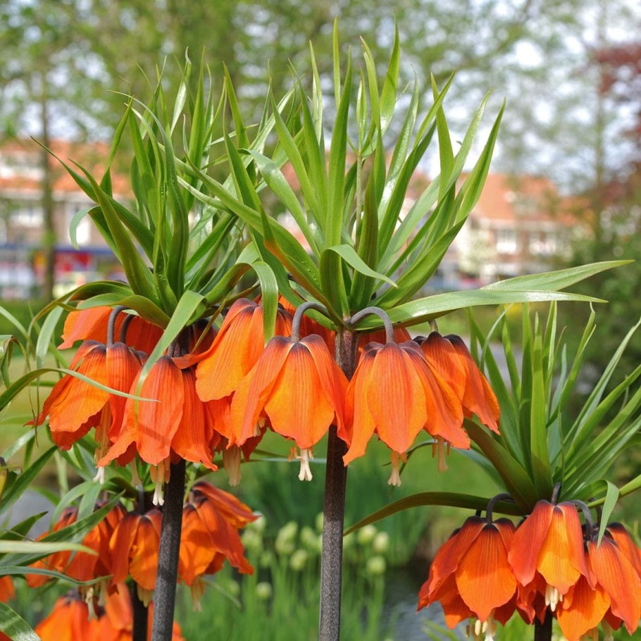 Рябчик Императорский (Fritillaria Imperialis) 'Aureomarginata'