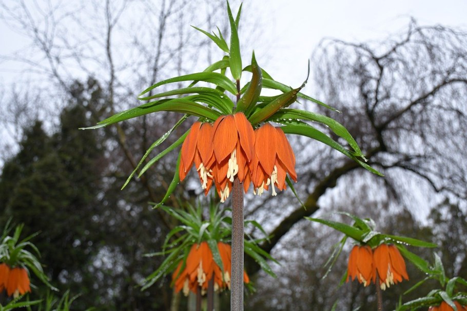 Рябчик (фритиллярия) мелеагрис