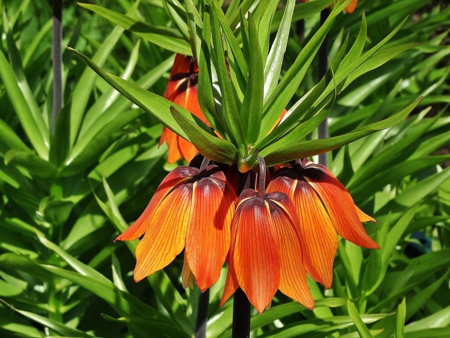 Рябчик русский Fritillaria ruthenica