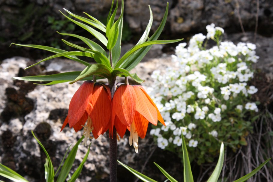 Рябчик Луговой цветок