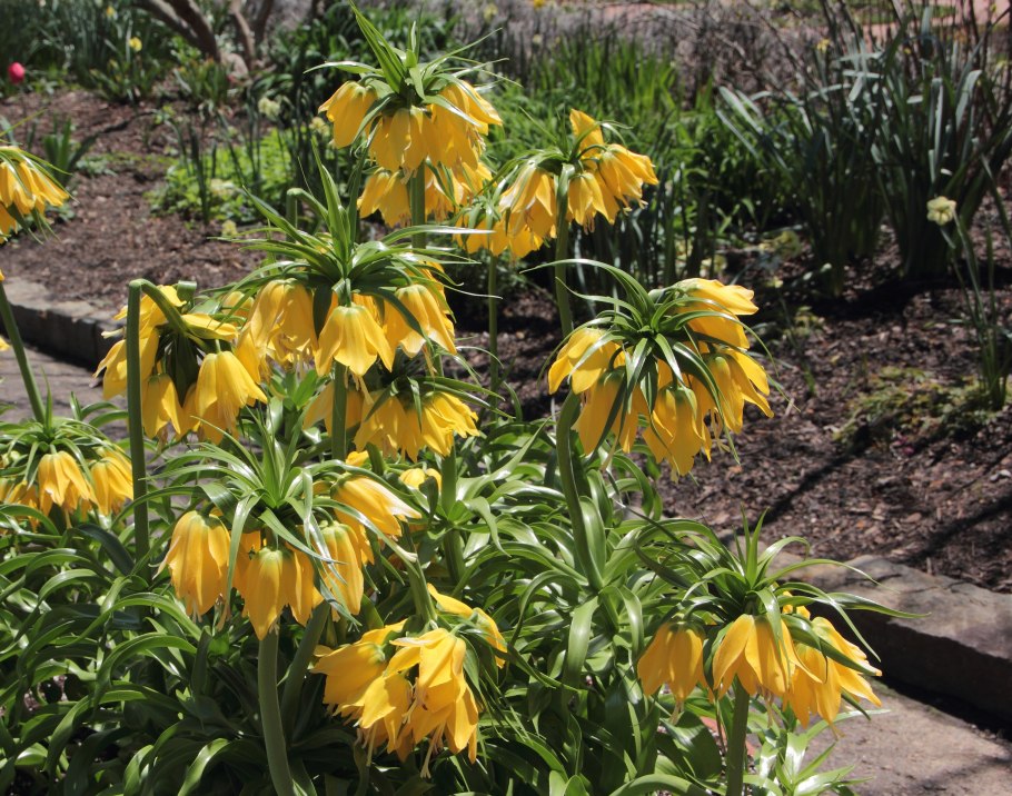 Цветок фритиллярия рябчик Императорский