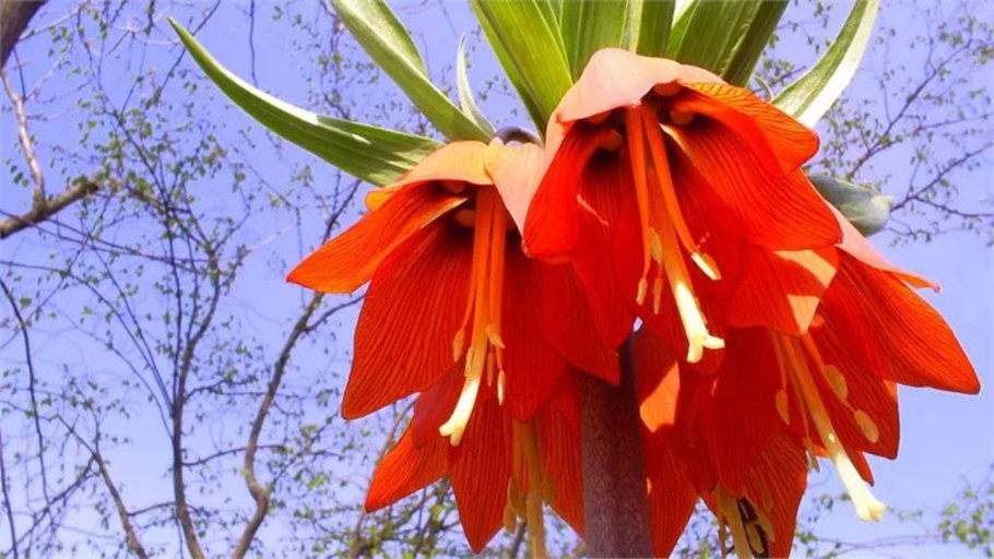 Рябчик elwesii