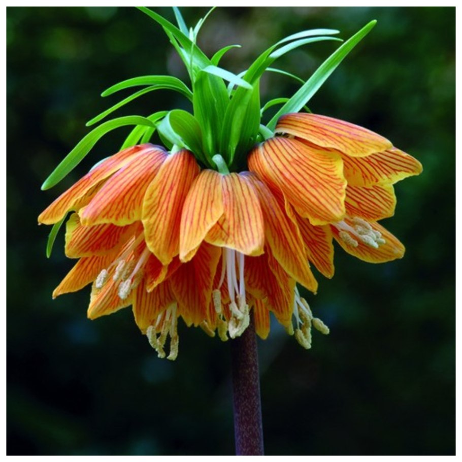 Рябчик шахматный Fritillaria meleagris