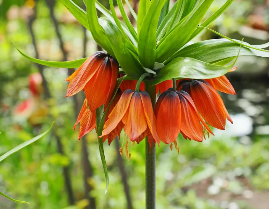 Цветок рябчик Императорский