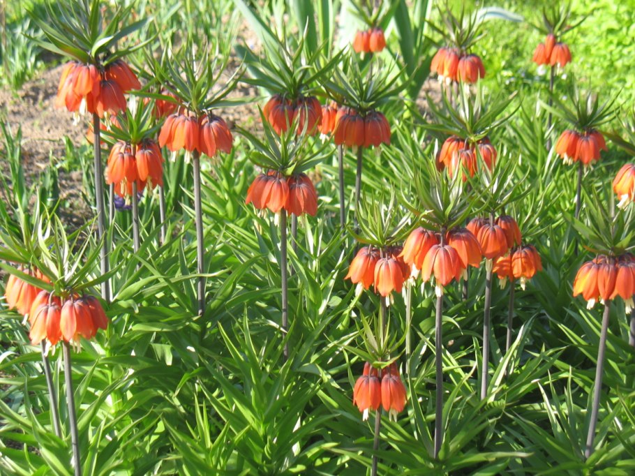 Рябчик мелеагрис смесь сортов