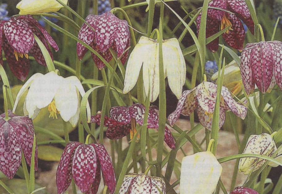 Рябчик шахматный fritillaria meleagris