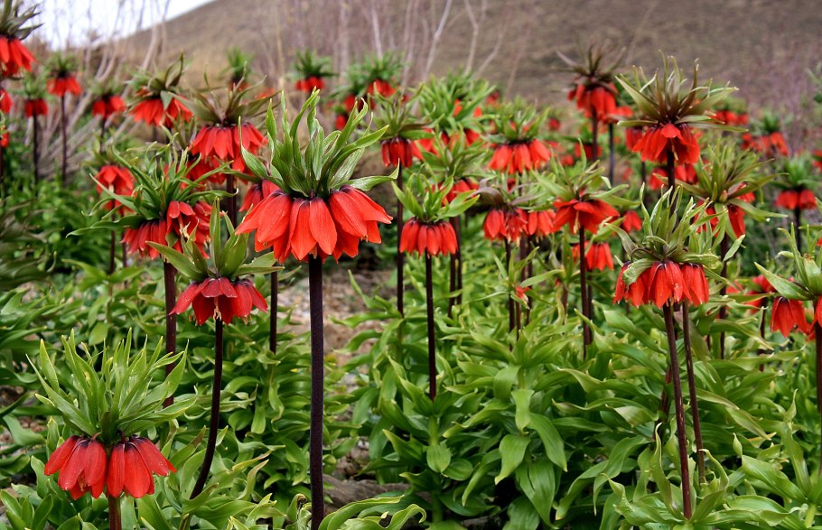 Рябчик Императорский lutea