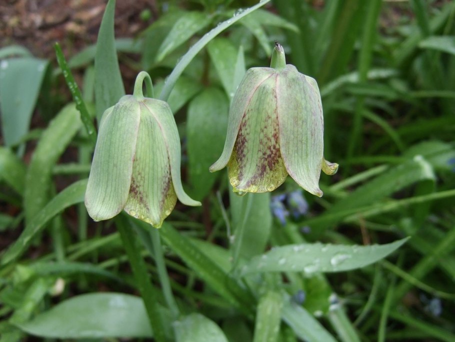 Рябчик Императорский ( фритиллярия желтый