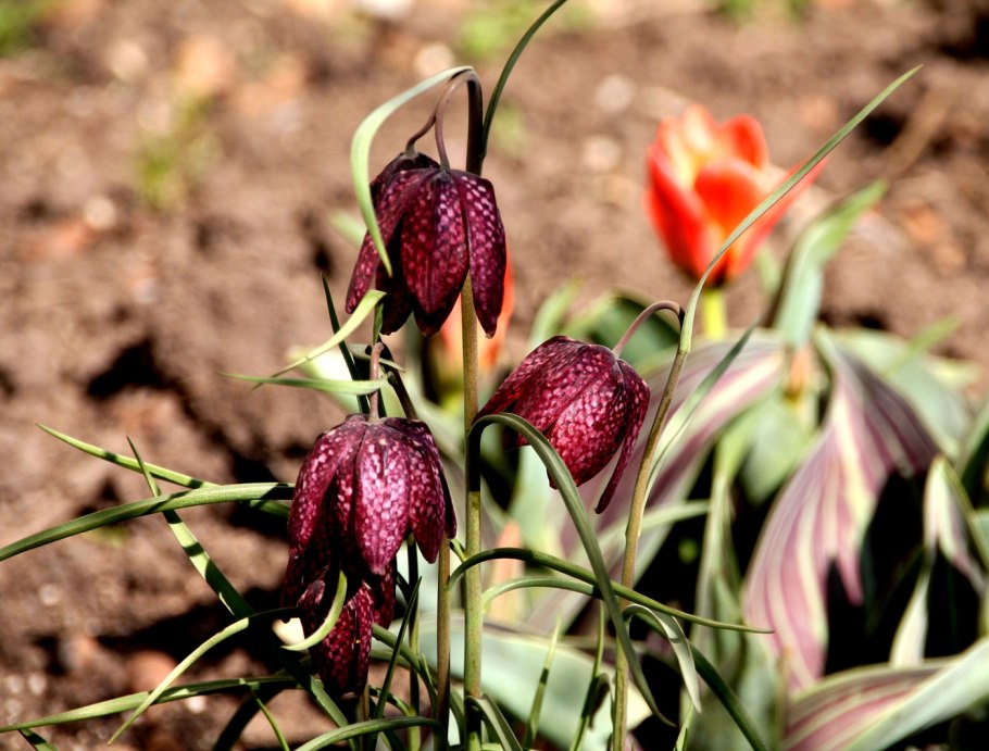 Рябчик (фритиллярия) мелеагрис