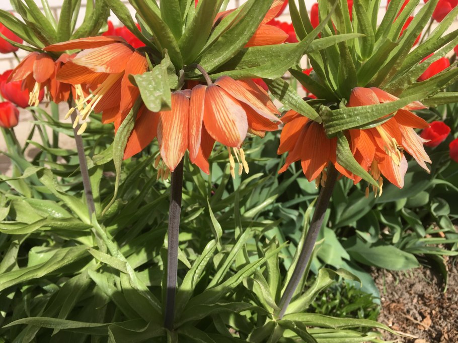 Цветок рябчик Императорский