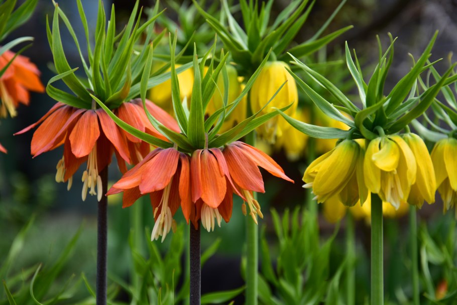 Рябчик шахматный Fritillaria meleagris