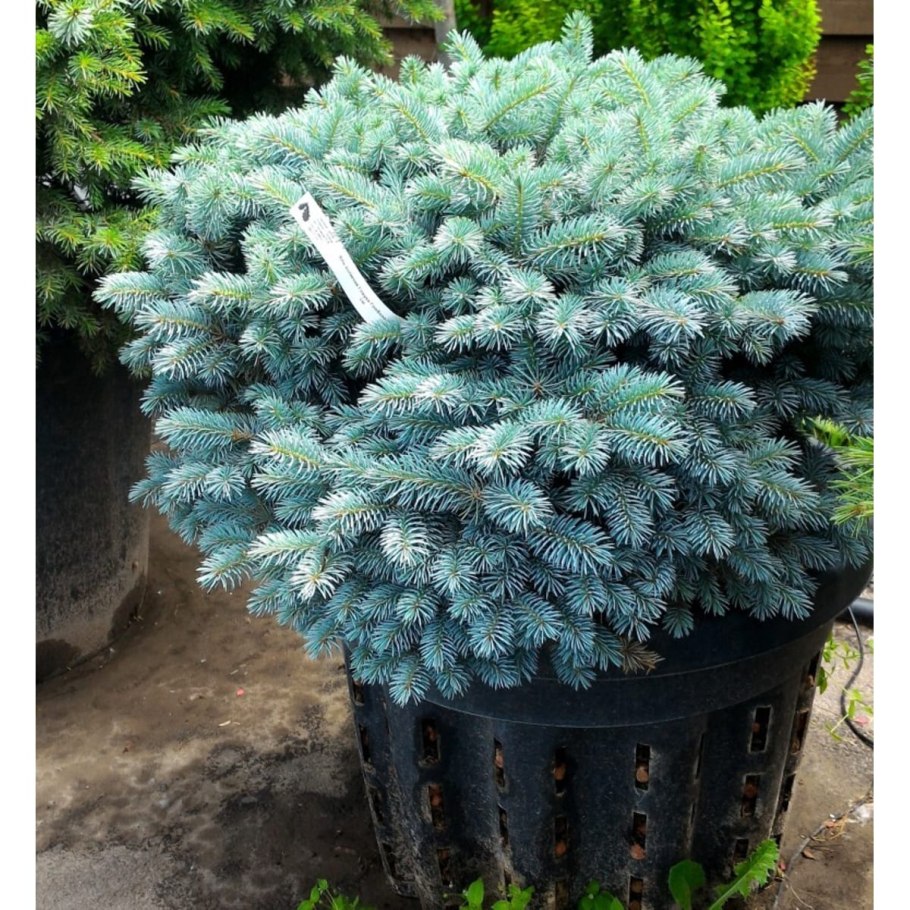 Ель Глаука Маджестик Блю